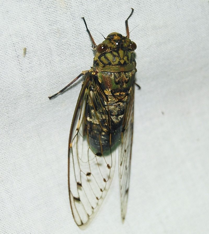 Macrosemia umbrata Cicada Found in Arunachal Pradesh, India by Raghu Ananth