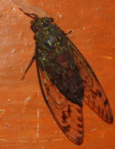 Pomponia linearis Cicada Found in Bhagamandala, Coorg, India by Raghu Ananth
