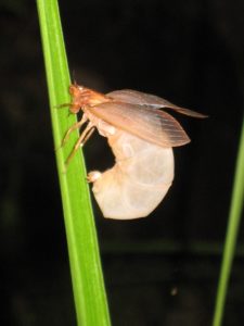 Lembeja paradoxa (Karsch, 1890). Photo by David Emery.