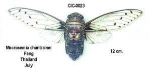 Macrosemia chantrainei Boulard, 2003