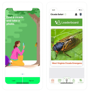 Cicada Safari App