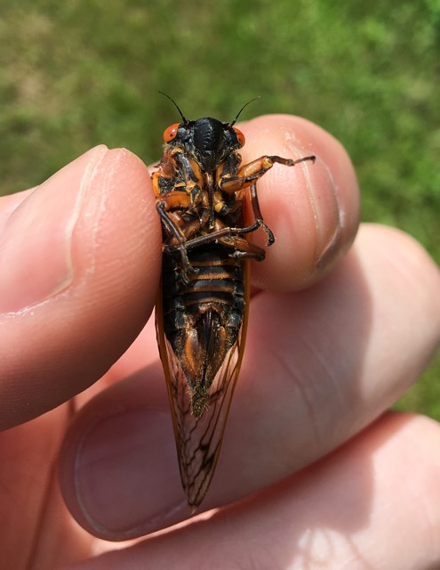 Female Magicicada septendecim