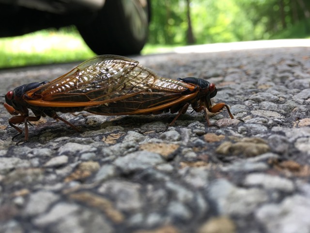 Mating Magicicada septendecim