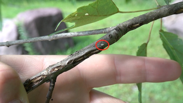 Periodical Cicada Nymph