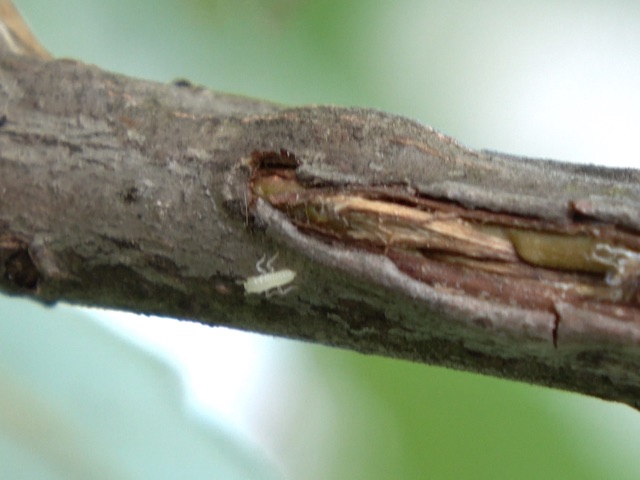 Periodical Cicada Nymph