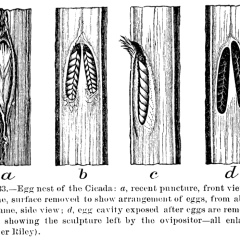 An illustraition of egg nests: