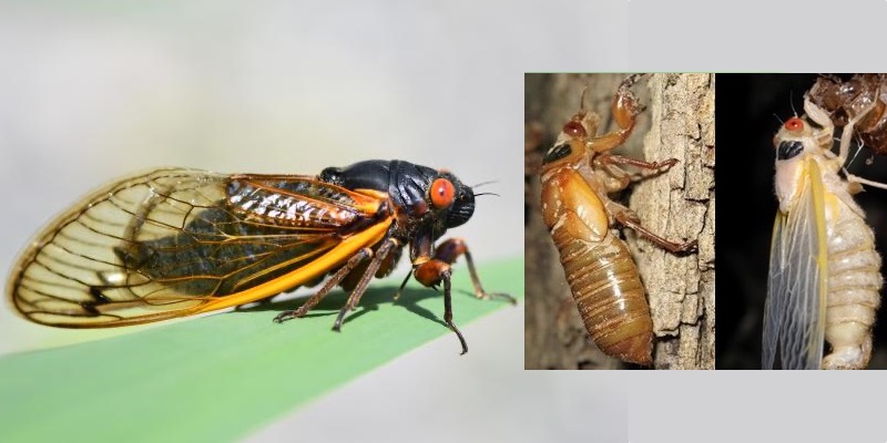 Adult, Nymph, Molting Cicada