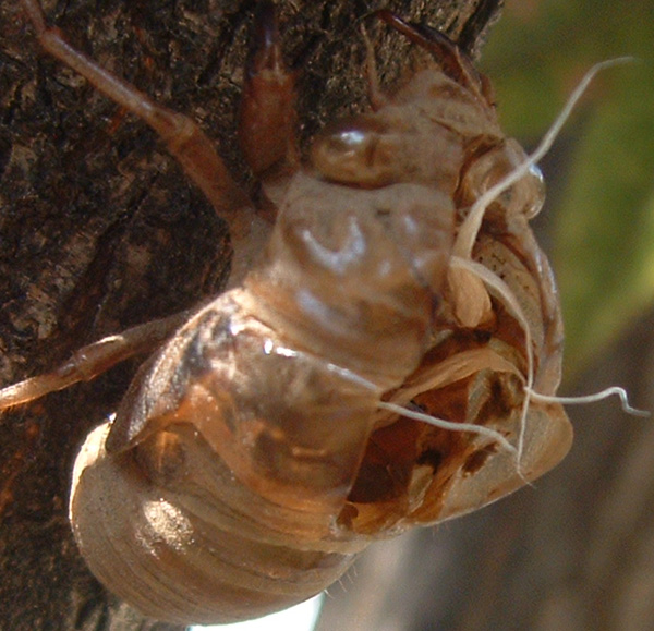 Cicada Nymph Exoskeleton (skin, "shell", exuvia) by Andrea from 2005. 