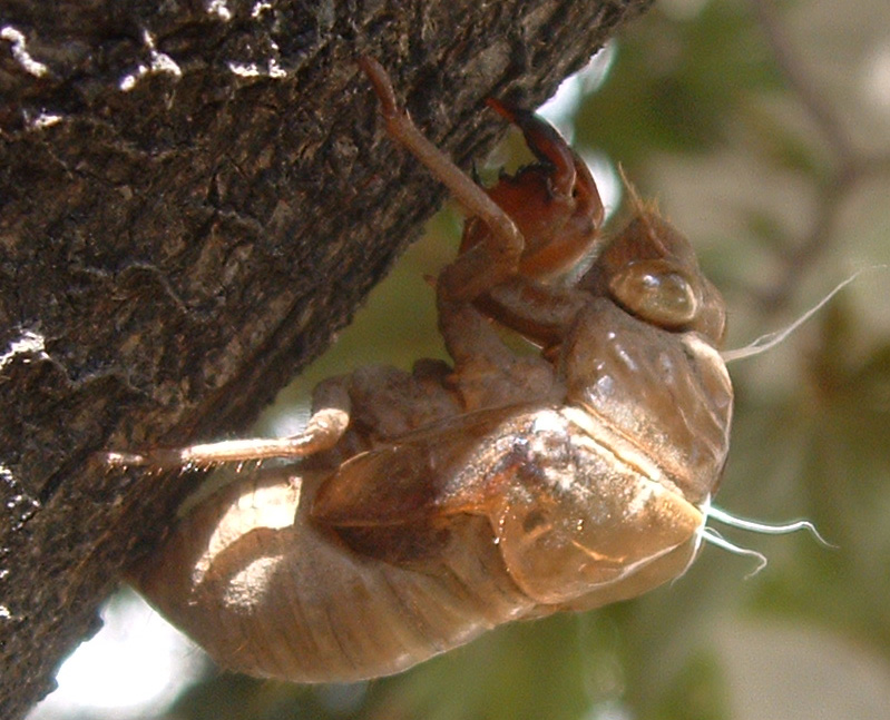 Cicada Nymph Exoskeleton (skin, "shell", exuvia) by Andrea from 2005. 