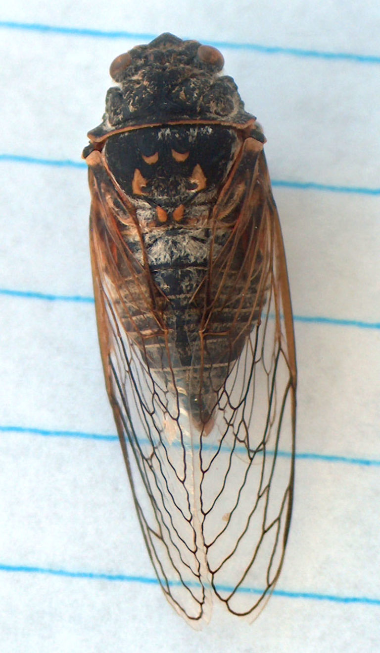 Common cicadas of New Jersey Cicada Mania