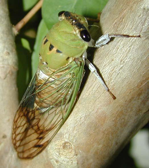 Neotibicen superbus photo by Sloan Childers from 2005. Round Rock, Texas.