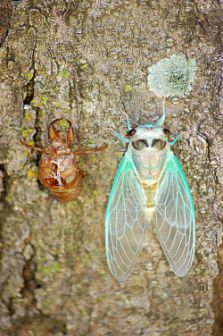 Neotibicen superbus photos by Elise Solloway, from 2005.