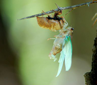 Neotibicen superbus photos by Elise Solloway, from 2005.