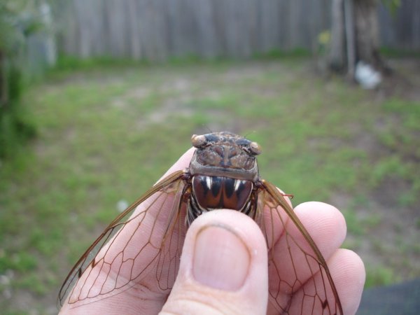 Neotibicen resonans photos by Joe Green from 2007, taken in Florida.