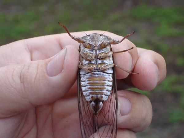 Neotibicen resonans photos by Joe Green from 2007, taken in Florida.