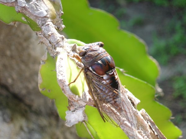 Neotibicen resonans photos by Joe Green from 2007, taken in Florida.