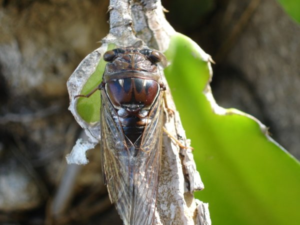 Neotibicen resonans photos by Joe Green from 2007, taken in Florida.