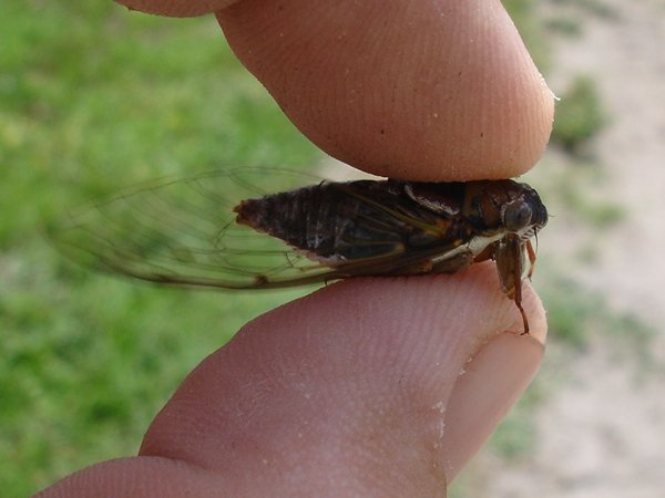 Diceroprocta  olympusa photos by Joe Green from 2007.