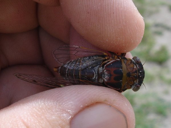 Diceroprocta  olympusa photos by Joe Green from 2007.