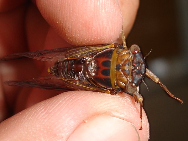 Diceroprocta olympusa photos by Joe Green from 2007.