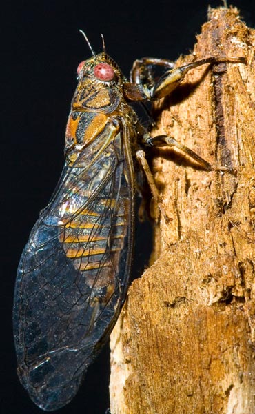 Cicadettana calliope photo taken by Paul Krombholz