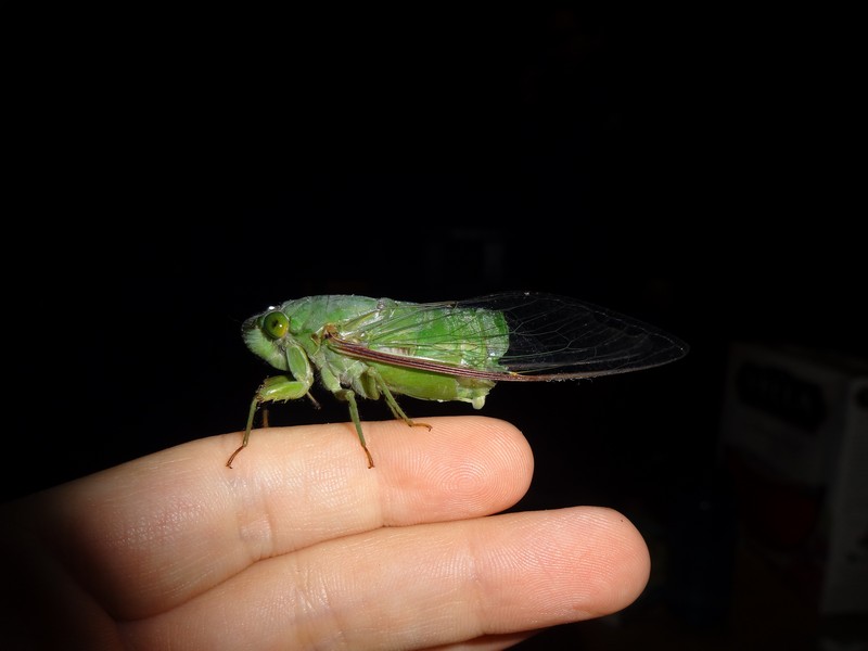 Dundubia vaginata (Fabricis, 1787) with a missing abdomen. The photo was taken in Malaysia. The photographer wishes to be anonymous.