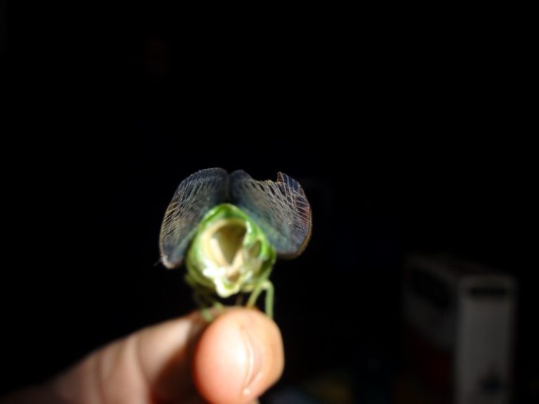 Dundubia Cicada Mania