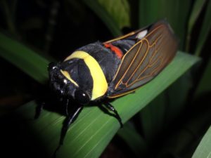 Tacua speciosa (Illger, 1980) photos from Malaysia. The author of the image wishes to be anonymous.