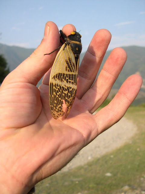 An Angamiana from Sapa Vietnam photo by Martin Kolner