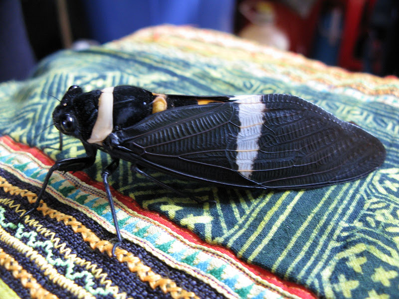 A Tosena species cicada from Sapa Vietnam photo by Martin Kolner