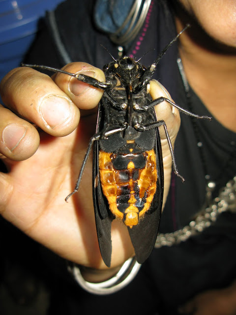 A male Tosena species cicada from Sapa Vietnam photo by Martin Kolner