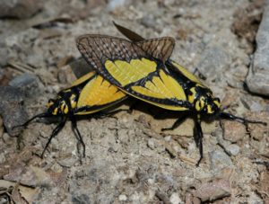 Mating Gaeana sulphurea from Bhutan taken by Jeff Blincow