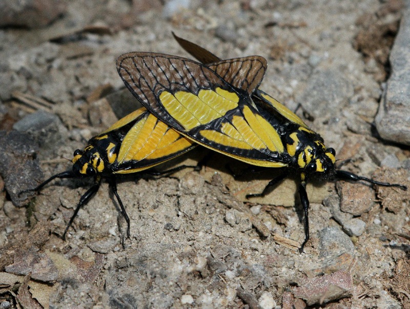 Mating Gaeana sulphurea from Bhutan taken by Jeff Blincow