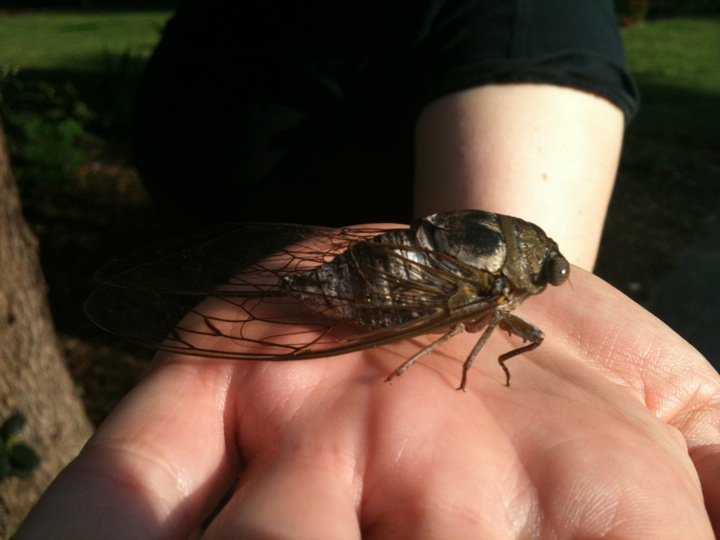 Neotibicen auletes found in Winston-Salem, NC by Erin Dickinson. 2011.