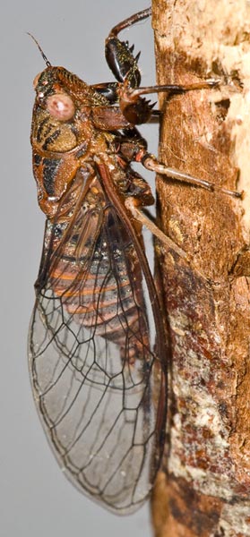 Cicadettana calliope photo taken by Paul Krombholz