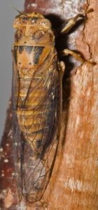 Cicadettana calliope photo taken by Paul Krombholz