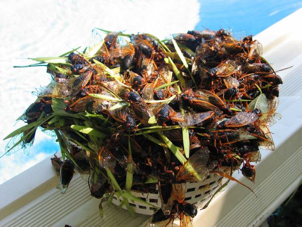 Pool filter basket filled with cicadas by Brian Oliva  These are Magicicada cicadas from Brood XIV that emerged in 2008