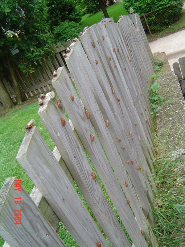 Cicada exuvia on a fence
