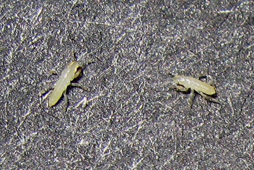 First instar cicada nymphs