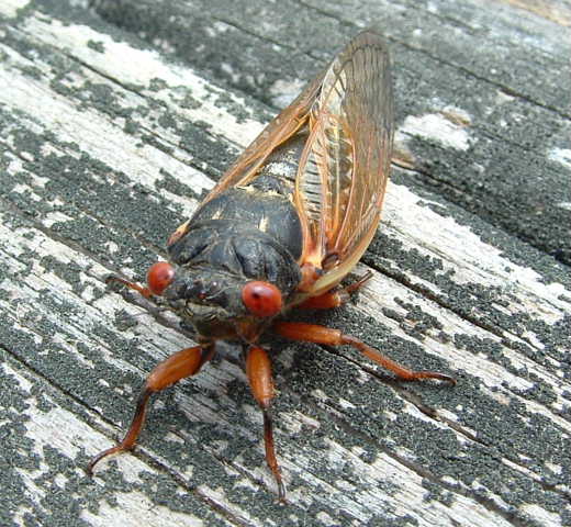 Magicicada Brood X photo by Frank Mefford from 2004. Kentucky.