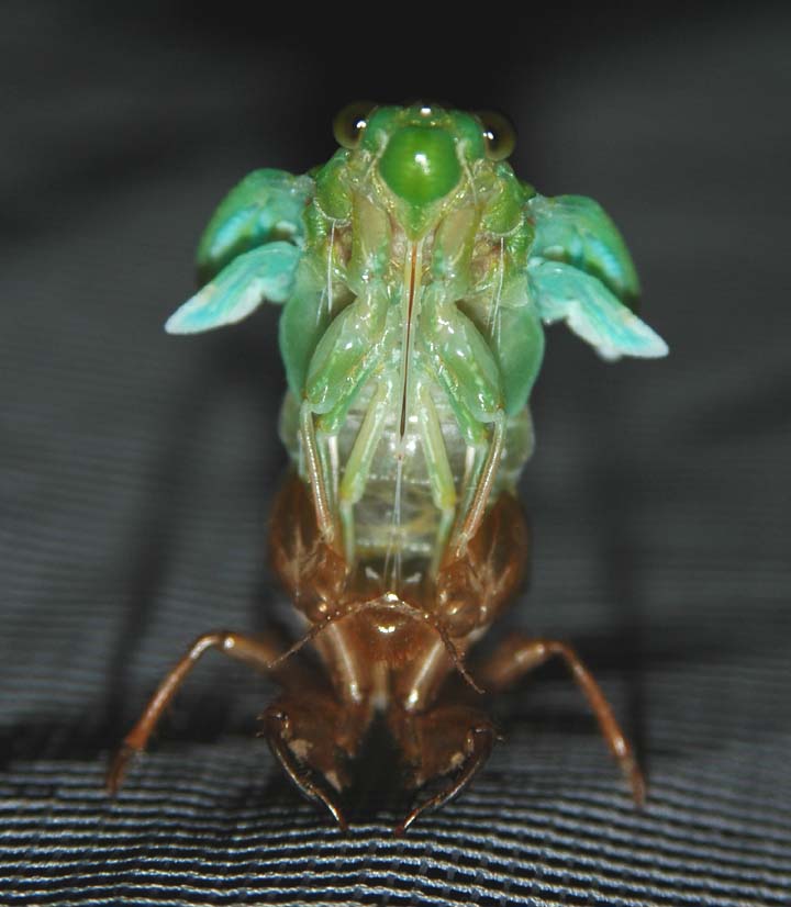 Molting cicada photos from Japan by John McDonald. Taken in 2004.