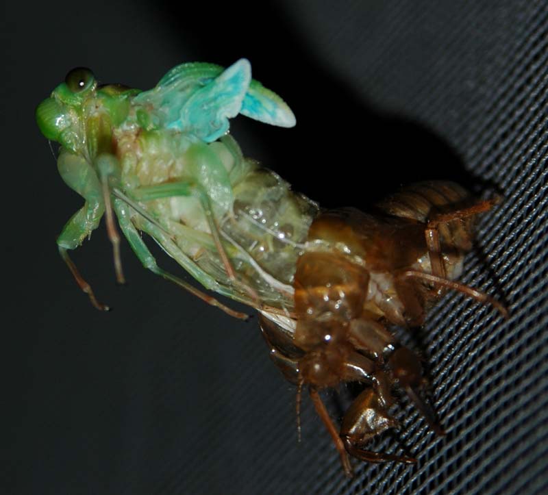 Molting cicada photos from Japan by John McDonald. Taken in 2004.