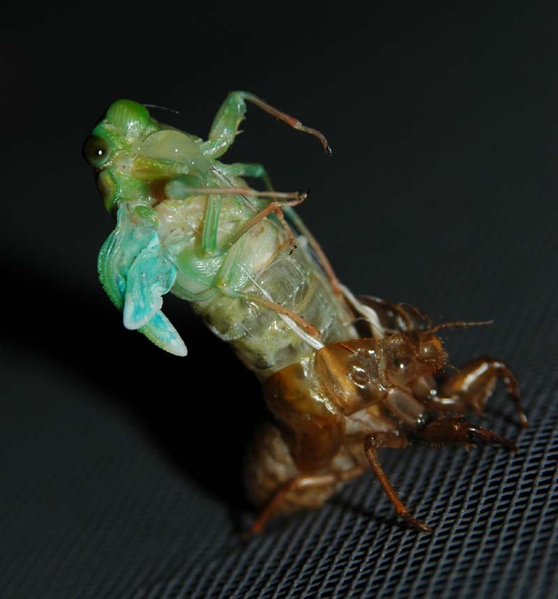 Molting cicada photos from Japan by John McDonald. Taken in 2004.