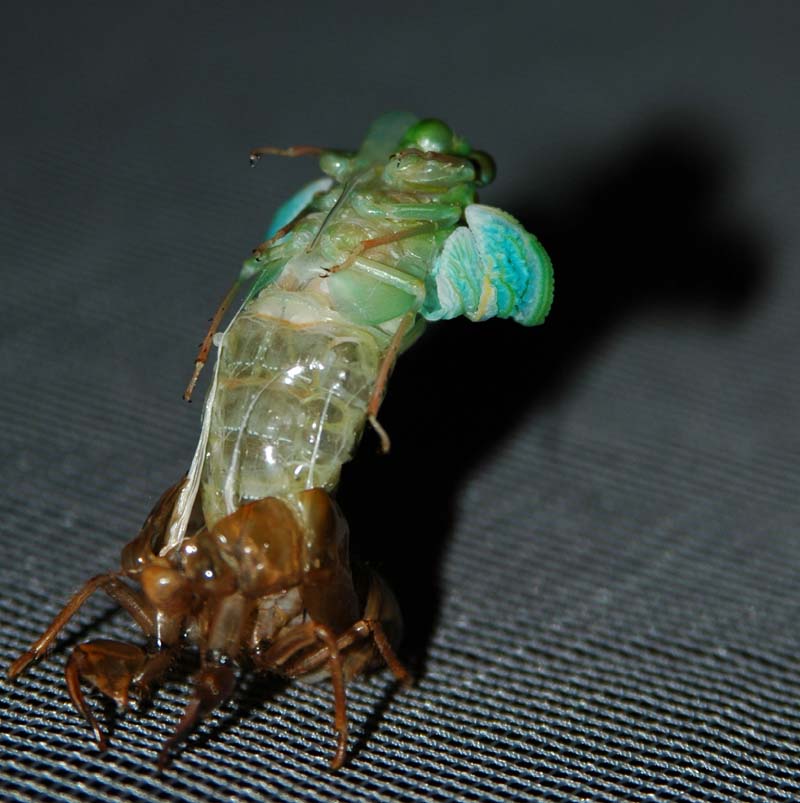 Molting cicada photos from Japan by John McDonald. Taken in 2004.