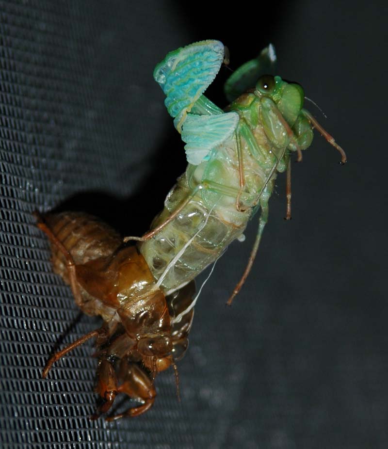 Molting cicada photos from Japan by John McDonald. Taken in 2004.