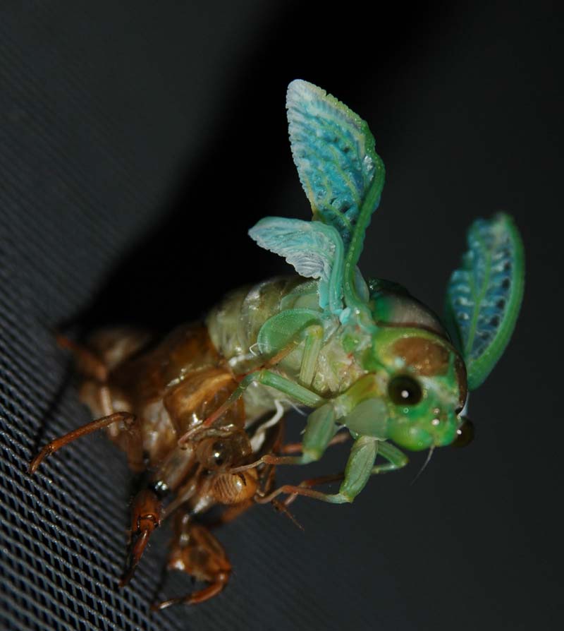 Molting cicada photos from Japan by John McDonald. Taken in 2004.