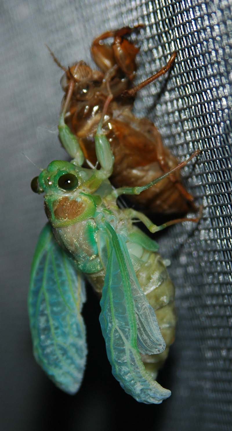 Molting cicada photos from Japan by John McDonald. Taken in 2004.