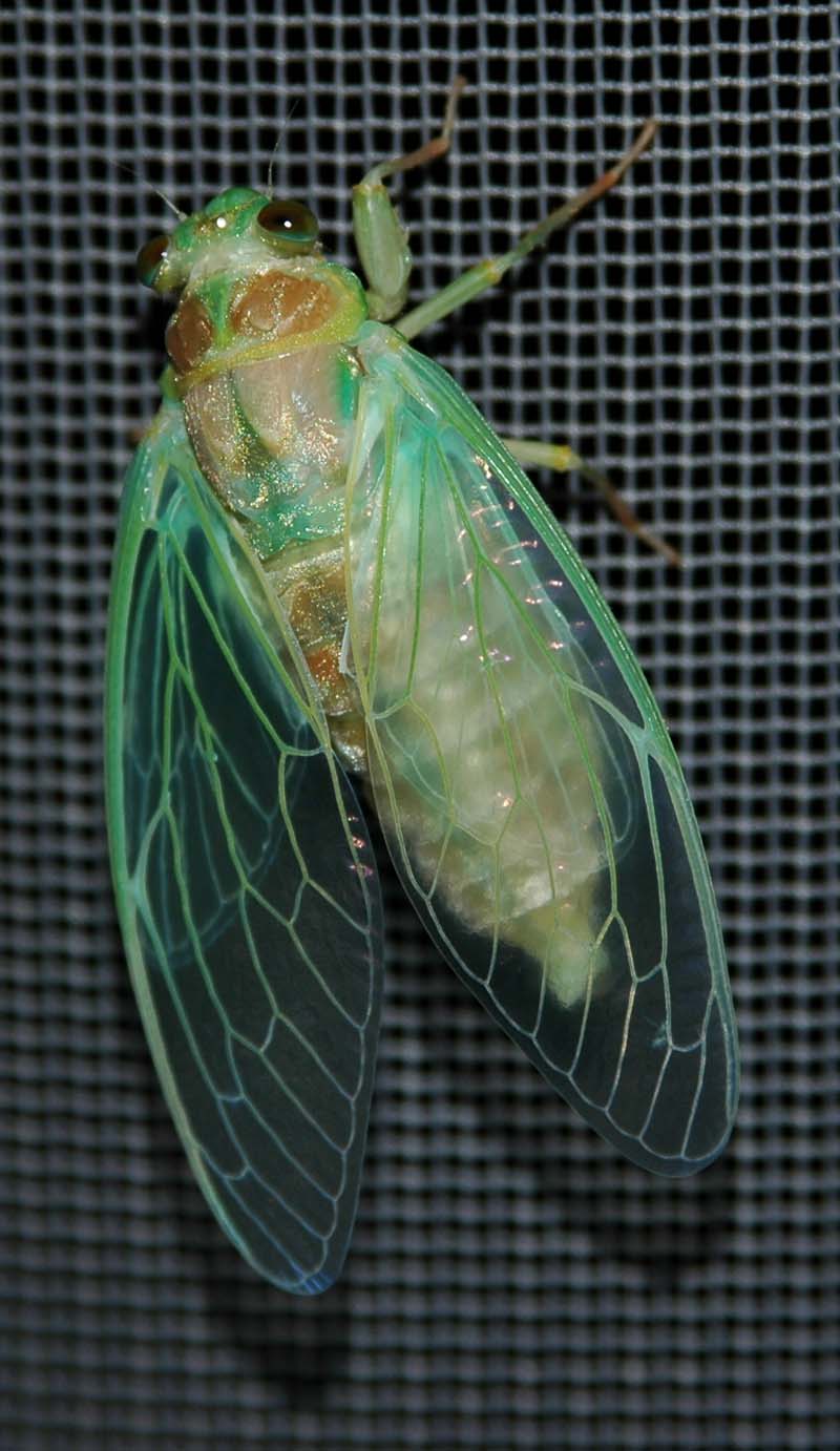 Molting cicada photos from Japan by John McDonald. Taken in 2004.