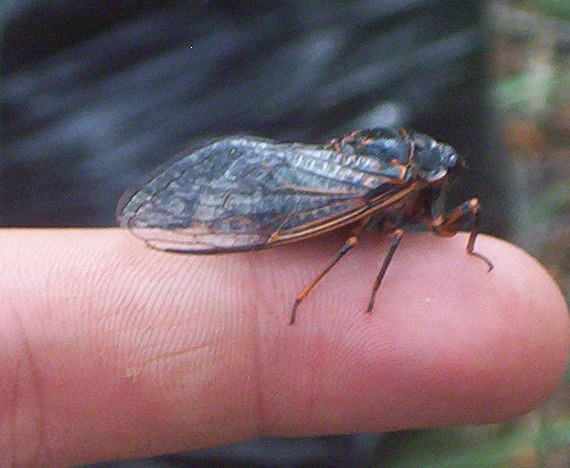 Cicada – Jackson Hole Fly Company