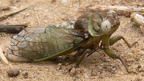 Pacarina puella photos by John Beard taken in Texas